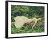 Sleeping Beauty-Sabina Rosch-Framed Photographic Print