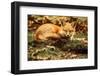 Sleeping Beauty-Carrie Ann Grippo-Pike-Framed Photographic Print