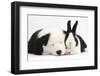 Sleeping Black and White Border Collie Puppy and Black Dutch Rabbit-Mark Taylor-Framed Photographic Print