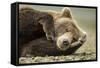 Sleeping Brown Bear, Katmai National Park, Alaska-null-Framed Stretched Canvas