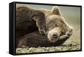 Sleeping Brown Bear, Katmai National Park, Alaska-null-Framed Stretched Canvas