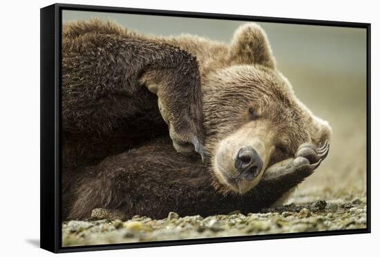 Sleeping Brown Bear, Katmai National Park, Alaska-null-Framed Stretched Canvas