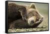 Sleeping Brown Bear, Katmai National Park, Alaska-null-Framed Stretched Canvas