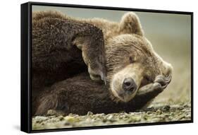 Sleeping Brown Bear, Katmai National Park, Alaska-null-Framed Stretched Canvas