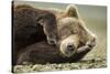 Sleeping Brown Bear, Katmai National Park, Alaska-null-Stretched Canvas