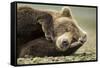 Sleeping Brown Bear, Katmai National Park, Alaska-null-Framed Stretched Canvas