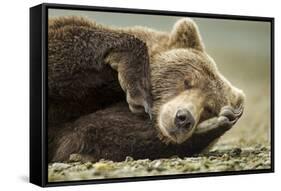 Sleeping Brown Bear, Katmai National Park, Alaska-null-Framed Stretched Canvas