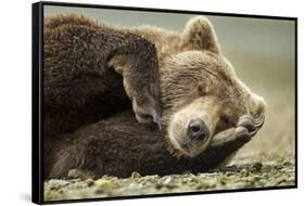 Sleeping Brown Bear, Katmai National Park, Alaska-null-Framed Stretched Canvas