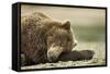 Sleeping Brown Bear, Katmai National Park, Alaska-Paul Souders-Framed Stretched Canvas