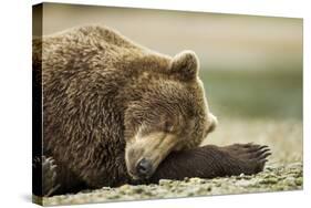 Sleeping Brown Bear, Katmai National Park, Alaska-Paul Souders-Stretched Canvas