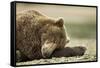 Sleeping Brown Bear, Katmai National Park, Alaska-Paul Souders-Framed Stretched Canvas