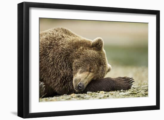 Sleeping Brown Bear, Katmai National Park, Alaska-Paul Souders-Framed Premium Photographic Print