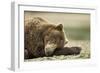 Sleeping Brown Bear, Katmai National Park, Alaska-Paul Souders-Framed Premium Photographic Print