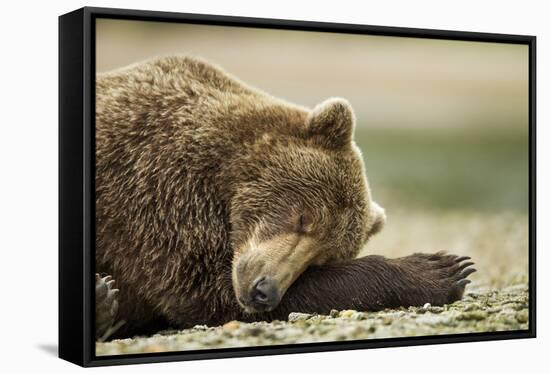 Sleeping Brown Bear, Katmai National Park, Alaska-Paul Souders-Framed Stretched Canvas
