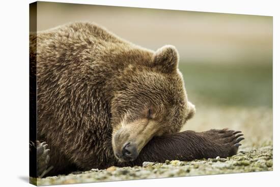 Sleeping Brown Bear, Katmai National Park, Alaska-Paul Souders-Stretched Canvas