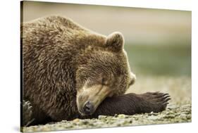 Sleeping Brown Bear, Katmai National Park, Alaska-Paul Souders-Stretched Canvas