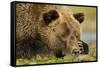 Sleeping Brown Bear, Katmai National Park, Alaska-null-Framed Stretched Canvas