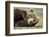 Sleeping Brown Bear, Katmai National Park, Alaska-null-Framed Premium Photographic Print