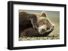Sleeping Brown Bear, Katmai National Park, Alaska-null-Framed Premium Photographic Print