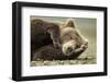 Sleeping Brown Bear, Katmai National Park, Alaska-null-Framed Premium Photographic Print