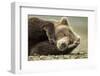 Sleeping Brown Bear, Katmai National Park, Alaska-null-Framed Premium Photographic Print