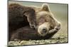 Sleeping Brown Bear, Katmai National Park, Alaska-null-Mounted Premium Photographic Print