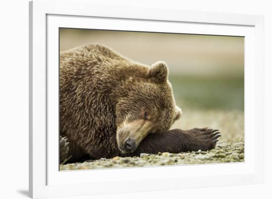 Sleeping Brown Bear, Katmai National Park, Alaska-Paul Souders-Framed Photographic Print