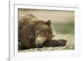 Sleeping Brown Bear, Katmai National Park, Alaska-Paul Souders-Framed Photographic Print