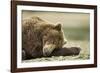 Sleeping Brown Bear, Katmai National Park, Alaska-Paul Souders-Framed Photographic Print