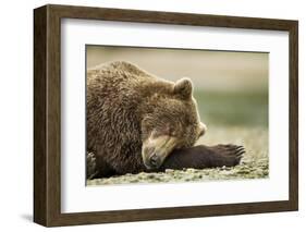 Sleeping Brown Bear, Katmai National Park, Alaska-Paul Souders-Framed Photographic Print