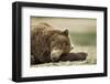 Sleeping Brown Bear, Katmai National Park, Alaska-Paul Souders-Framed Photographic Print