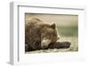 Sleeping Brown Bear, Katmai National Park, Alaska-Paul Souders-Framed Photographic Print