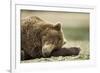 Sleeping Brown Bear, Katmai National Park, Alaska-Paul Souders-Framed Photographic Print