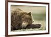 Sleeping Brown Bear, Katmai National Park, Alaska-Paul Souders-Framed Photographic Print