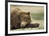 Sleeping Brown Bear, Katmai National Park, Alaska-Paul Souders-Framed Photographic Print