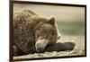 Sleeping Brown Bear, Katmai National Park, Alaska-Paul Souders-Framed Photographic Print