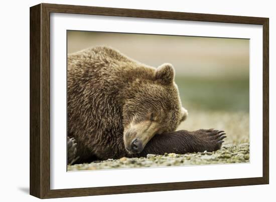 Sleeping Brown Bear, Katmai National Park, Alaska-Paul Souders-Framed Photographic Print