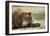 Sleeping Brown Bear, Katmai National Park, Alaska-Paul Souders-Framed Photographic Print