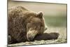 Sleeping Brown Bear, Katmai National Park, Alaska-Paul Souders-Mounted Photographic Print