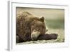 Sleeping Brown Bear, Katmai National Park, Alaska-Paul Souders-Framed Photographic Print