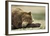 Sleeping Brown Bear, Katmai National Park, Alaska-Paul Souders-Framed Photographic Print