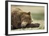 Sleeping Brown Bear, Katmai National Park, Alaska-Paul Souders-Framed Photographic Print