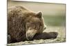 Sleeping Brown Bear, Katmai National Park, Alaska-Paul Souders-Mounted Photographic Print