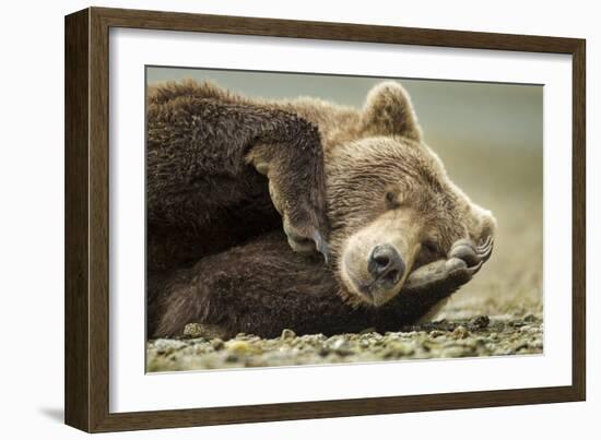 Sleeping Brown Bear, Katmai National Park, Alaska-null-Framed Photographic Print