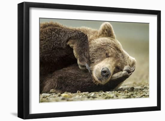 Sleeping Brown Bear, Katmai National Park, Alaska-null-Framed Photographic Print