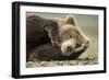 Sleeping Brown Bear, Katmai National Park, Alaska-null-Framed Photographic Print