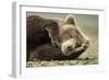 Sleeping Brown Bear, Katmai National Park, Alaska-null-Framed Photographic Print