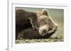 Sleeping Brown Bear, Katmai National Park, Alaska-null-Framed Photographic Print