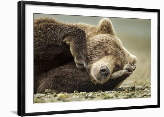 Sleeping Brown Bear, Katmai National Park, Alaska-null-Framed Photographic Print