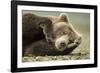 Sleeping Brown Bear, Katmai National Park, Alaska-null-Framed Photographic Print